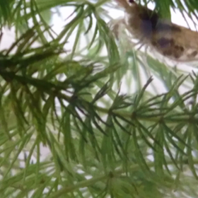 へびー。の画像