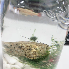 瓶で熱帯魚飼育の画像