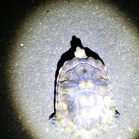 ★光を放ってます★の画像