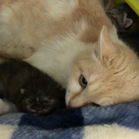 つくしママの子育て❤️の画像