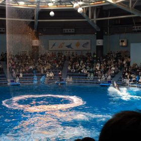 イルカショーの画像