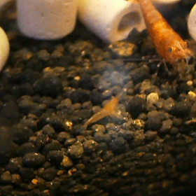 飼ってるエビの赤ちゃん誕生の画像