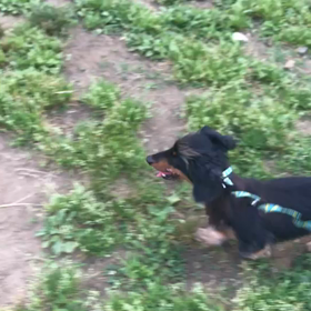 ♪お散歩動画♪代々木公園♪の画像