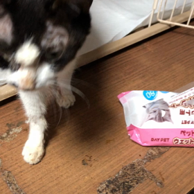 ケアが必要な3  匹の画像