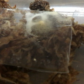 ※虫注意の画像