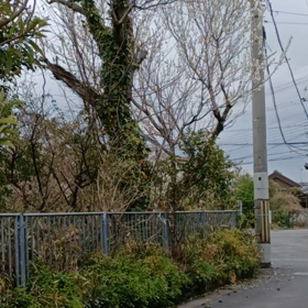 春ですね。の画像