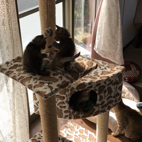 進化しましたーの画像