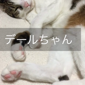 ジム、足が痛い、リリカ様、デールちゃん寝ないで！チップ君寝よう。の画像