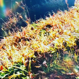 逆さ富士　田貫湖の画像