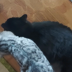 今日は少し涼しいかなの画像