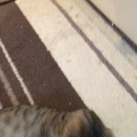 朝の運動会(*^_^*)の画像