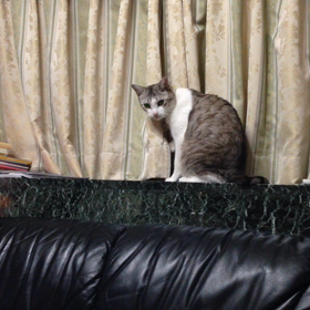 ロングバージョンの画像