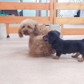 子犬と成犬の遊び♪の画像
