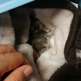 ノルウェージャンの赤ちゃんが1匹弱ってる・・の画像