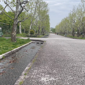 森のトレインだの画像