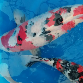 ○やまさんけの画像