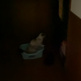 今日のマロンの画像