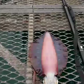 職場の友達に頼まれたのでの画像