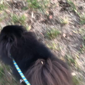 ♪お散歩動画♪代々木公園♪の画像