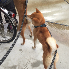 雨の中 楽しいお散歩したねの画像