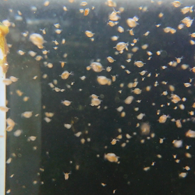 その後のミジンコさんの画像