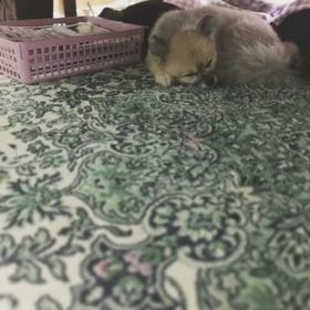 ☆初 動画編集☆ lovely dog  ポメラニアン♡の画像