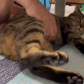 ゆきちゃん♀モミモミの画像