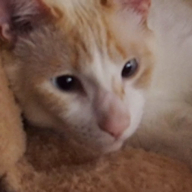 猫さん、そり君動画ですよーの画像