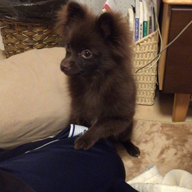 シェリ、お手を頑張ってます。の画像