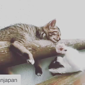 猫バンバンプロジェクト？の画像