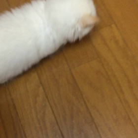 レムのお嫁さんの画像