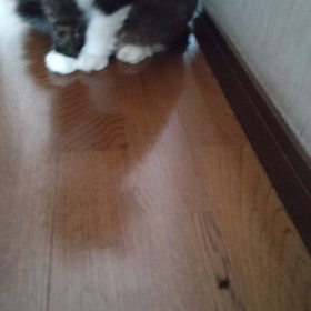 にゃんにゃん君 蜘蛛の画像