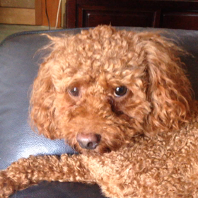 やはり、カメラ目線の画像