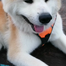 散歩中での突然の他のとの出会いは良くあること。相性もあり、未来丸は今朝2度吠えた。おかげの画像