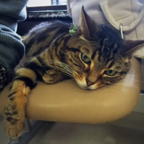 しゃべる うりぽんの画像