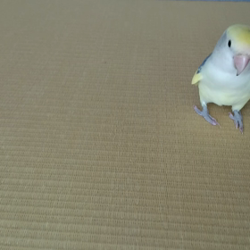 ショベルカーの画像