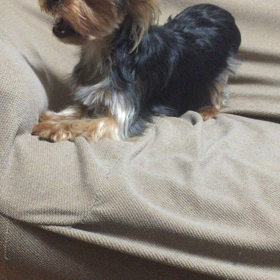 今日のらんちゃん（声で遊んでます）の画像