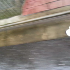 脚側歩行もどきの画像