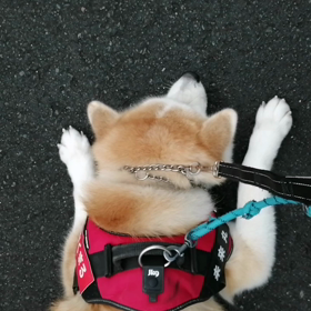 散歩開始時にはわずかに雨が降っていましたが何とか雨無しカッパ無しで朝散歩終了＼(^o^)／、明日の画像