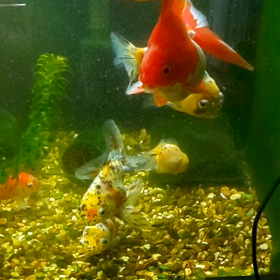 スマホを変えたので。の画像