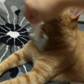 至福のトキの画像