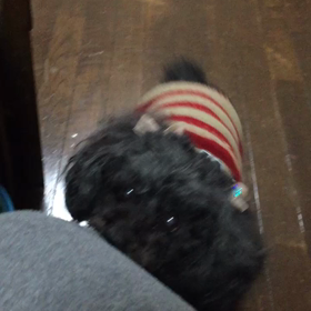 ねだる(´･_･`)の画像