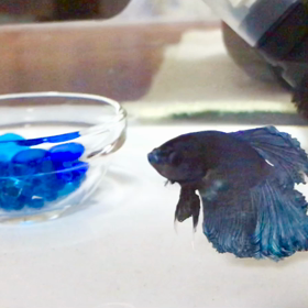 歩いてるみたいな熱帯魚ベリー君の画像