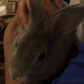 お利口さんの画像