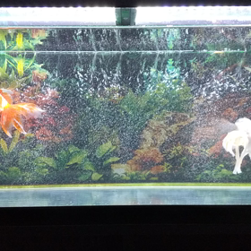 コンディショナー。の画像