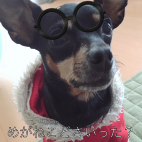 チップの めがねこどさいったの画像