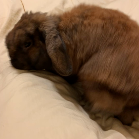 布団の上のうさぎが必ずする仕草の画像