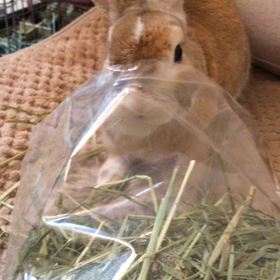 むしゃむしゃの画像