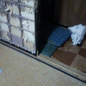 静かなる猫部屋の画像