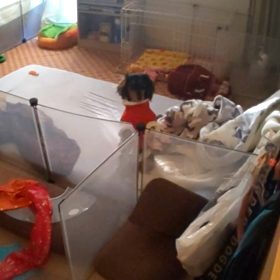 11/16今日のアルカの画像